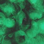 Flowing shapes for motion exercise